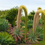 Esemplare di Agave Atteuata