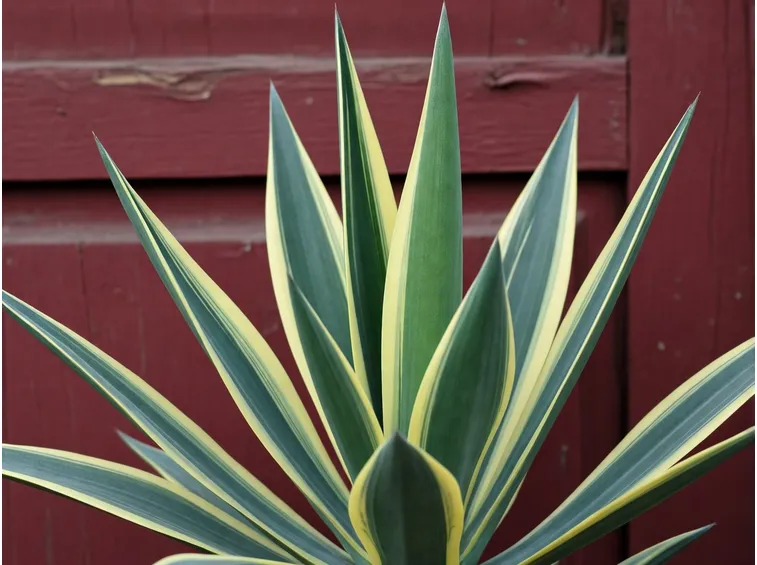 Rappresentazione artistica di una Agave Attenuata