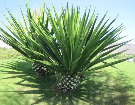 Coltivazione di agave sisalana