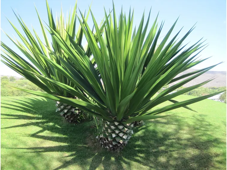 Coltivazione di agave sisalana