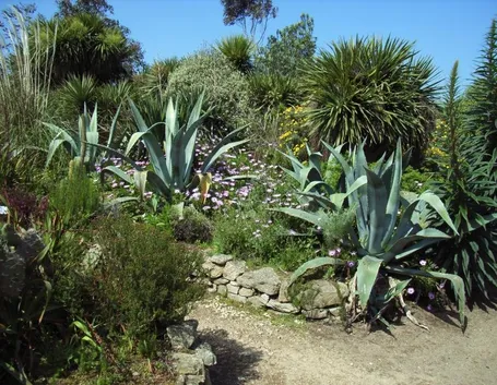 Tipologia di Agave
