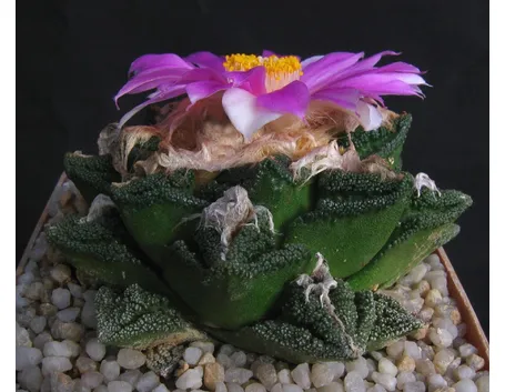 L'Ariocarpus