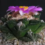 L'Ariocarpus