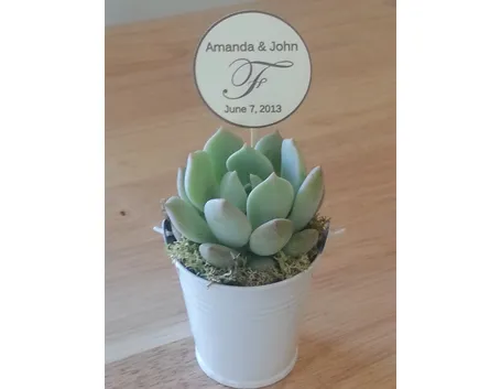 Bomboniera pianta