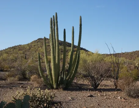 Cactus del deserto in Messico