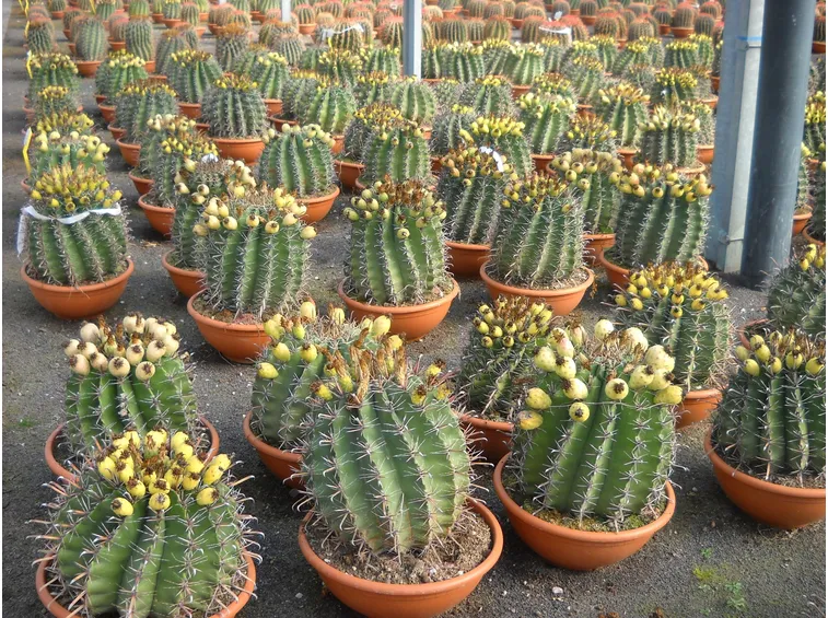 Esempio di piante grasse succulente