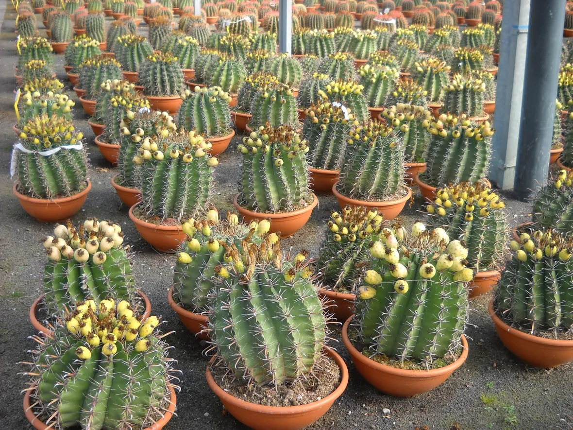 Esempio di piante grasse succulente