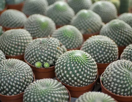 Piante succulente