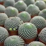 Piante succulente