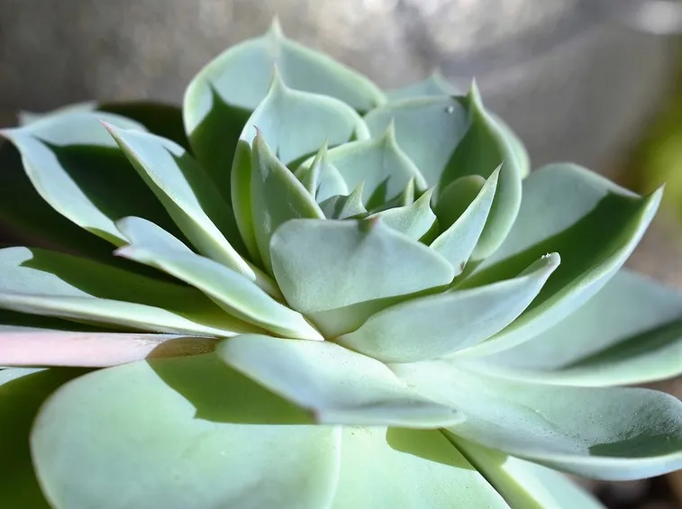 succulente in vaso