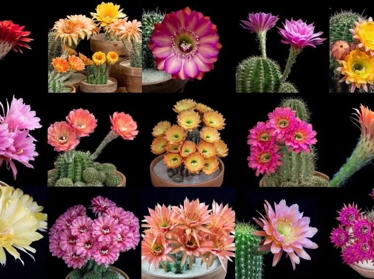 fiori piante grasse