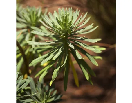 Esempio di pianta di Euphorbia