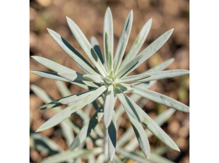 Esempio di pianta di Euphorbia