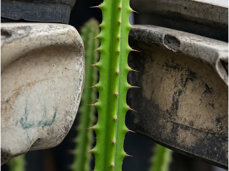 Esempio di Euphorbia succulenta
