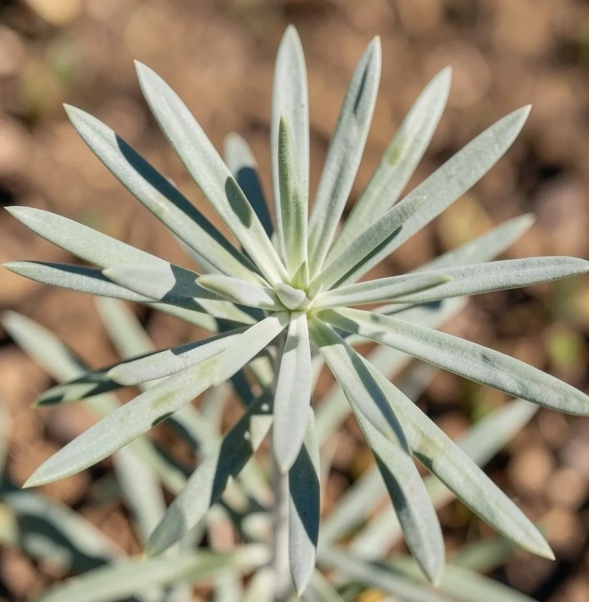 Esempio di pianta di Euphorbia