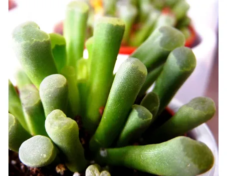 La Fenestraria