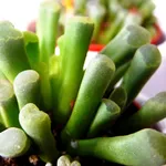 La Fenestraria