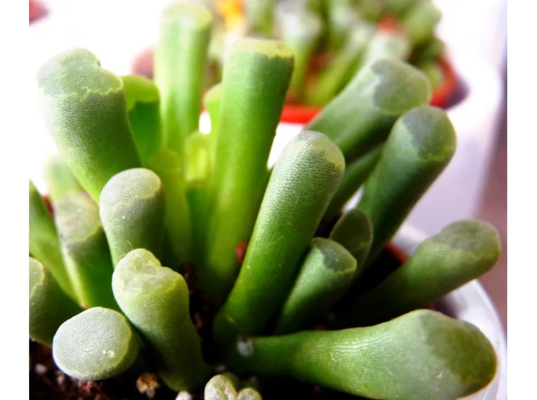 La Fenestraria
