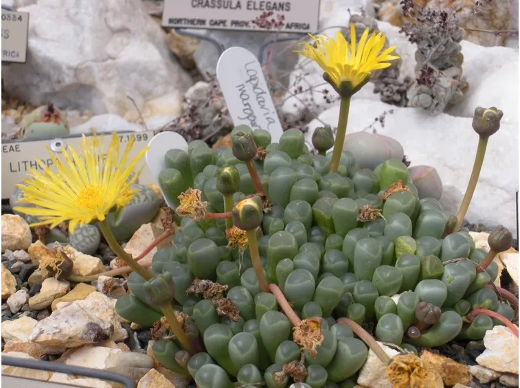 La Fenestraria in fiore