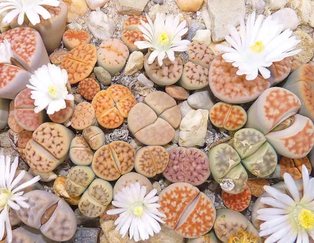 Le Lithops