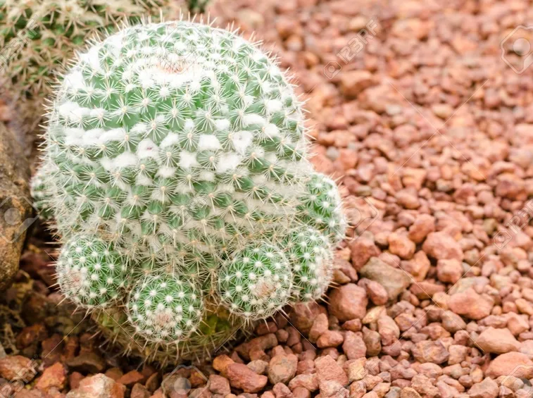 Pianta mammillaria