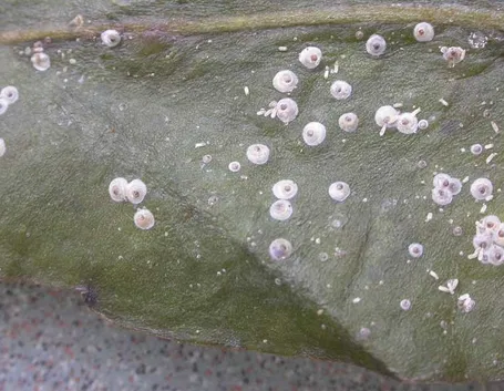 Cocciniglia vista in laboratorio