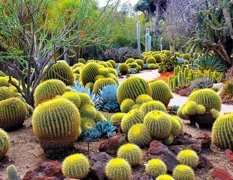 Tipi di Cactus