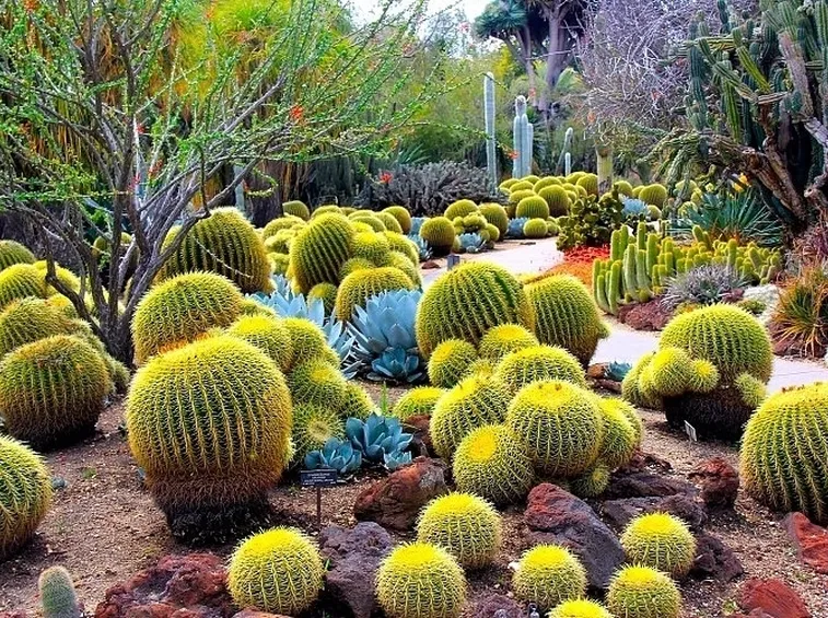 Tipi di Cactus