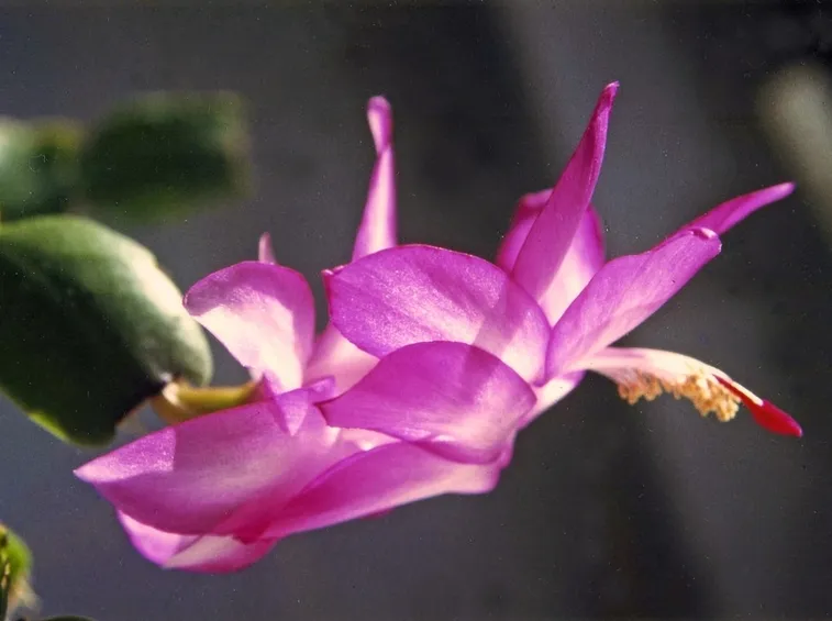 fiore cactus di Natale