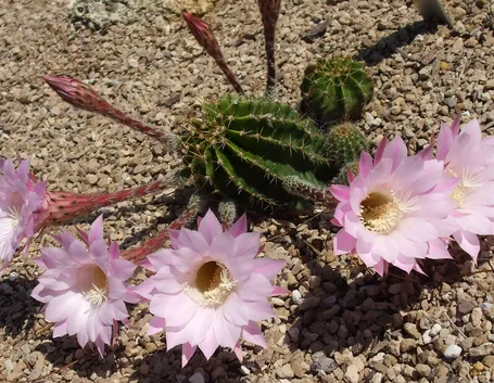 Pianta grassa con fiore