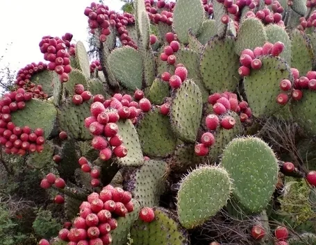 Cactus cactaceae