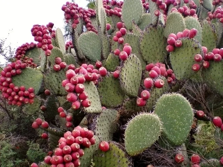Cactus cactaceae