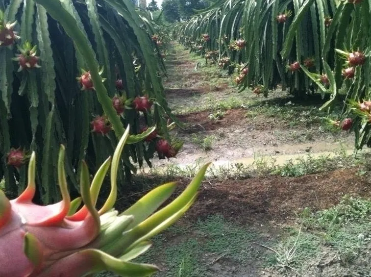 Piante pitaya