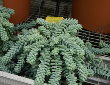 Sedum burrito