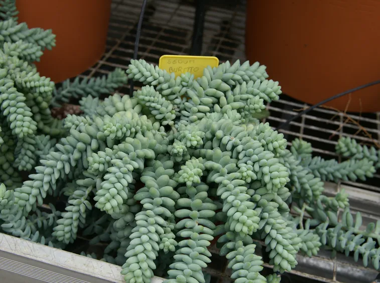 Sedum burrito