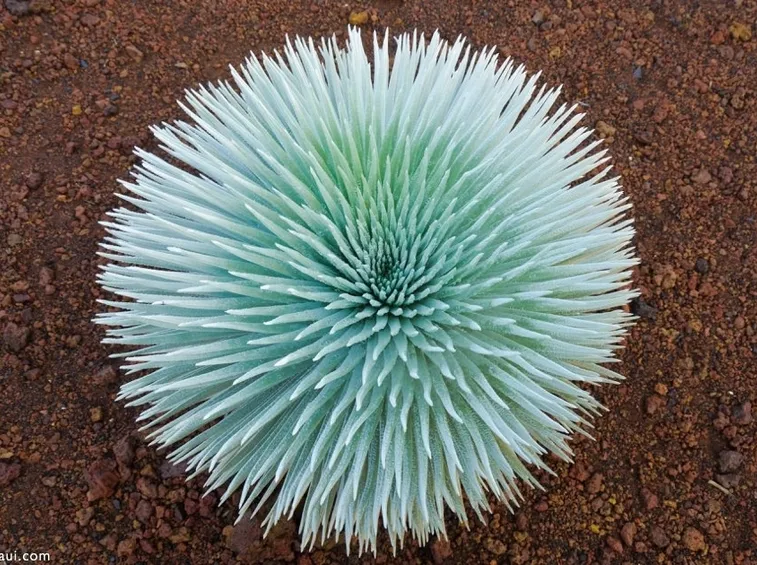 Haleakala Silversword