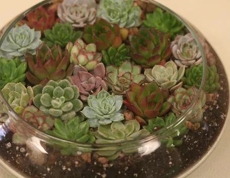 Varietà echeveria