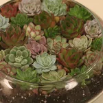 Varietà echeveria