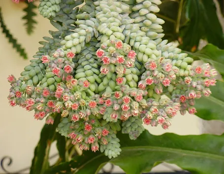 Infiorescenze della pianta di Sedum