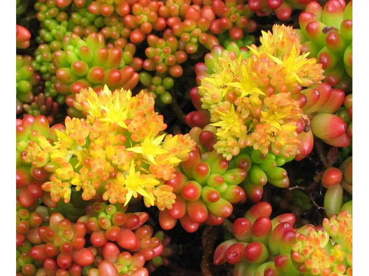 Fiori gialli di Sedum