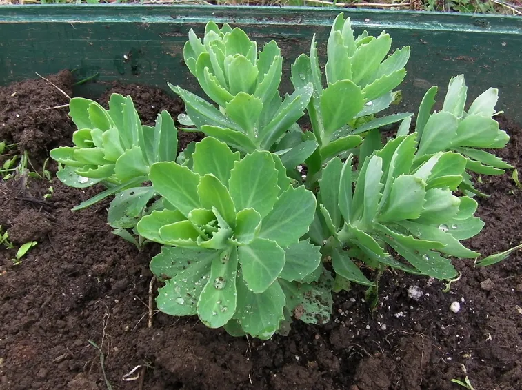 Pianta sedum
