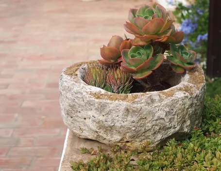Composizione succulente