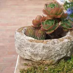 Composizione succulente