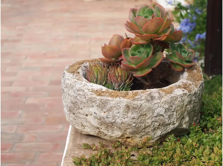Composizione succulente