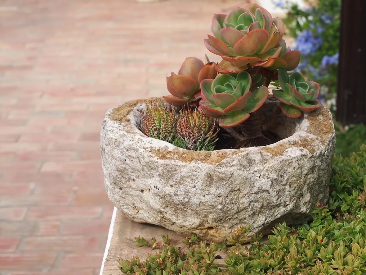 Composizione succulente