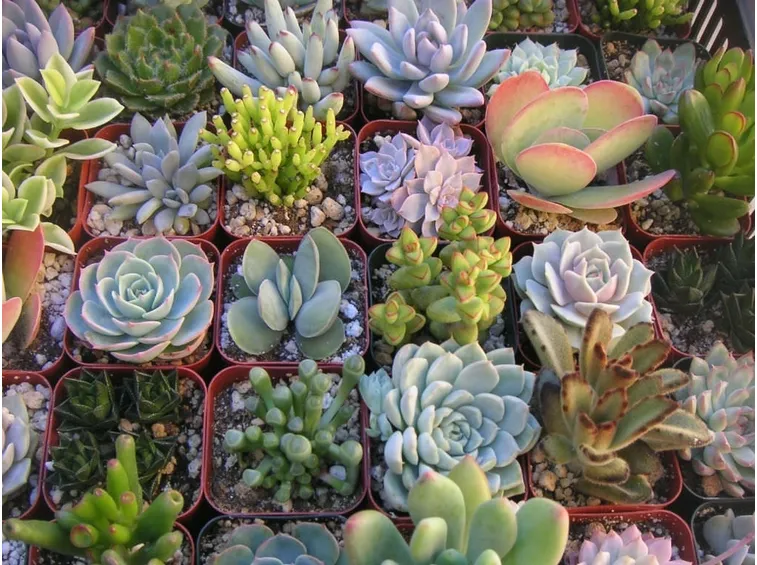 Varietà piante