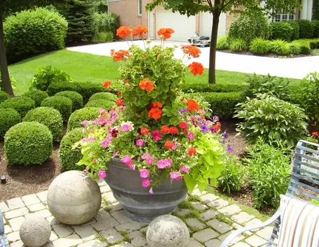 Alcuni fiori fioriere