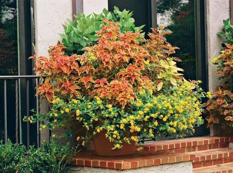 Vaso lantana