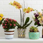 Vasi da fiori decorati