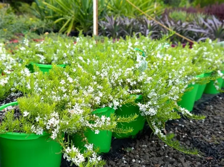 Vasi da fiori